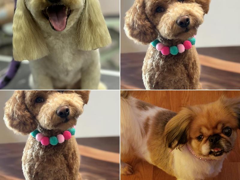 Groomingdale's Pet Salon and Spa