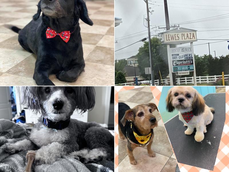 Seaside Pet Salon & Spa Inc