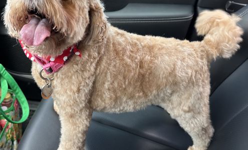 D'Pets - Pet Grooming 2409 S Hiawassee Rd, Orlando Florida 32835