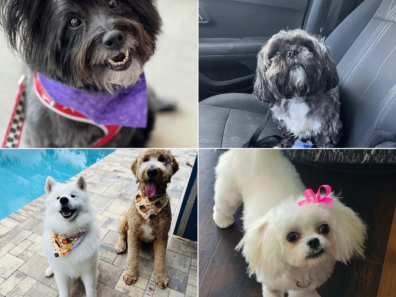 Adorable Pets By Dena