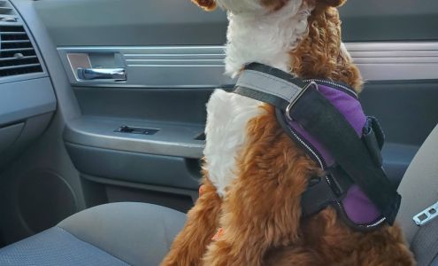 The Charming Canine 32954 US Hwy 19 N, Palm Harbor Florida 34684