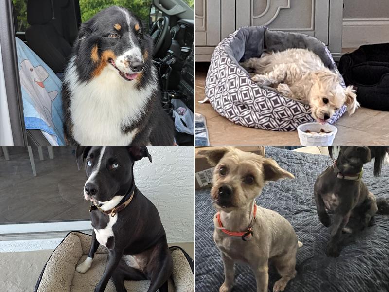 Stand By Me Dog Grooming & Training