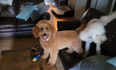 Yuppy Puppy Grooming Inc. 4808 US-98, Santa Rosa Beach Florida 32459