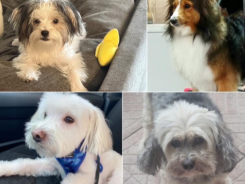 Happy Paws - Pet Groomer