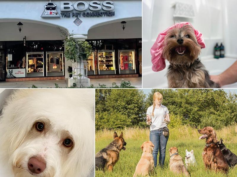 Boss The Pet Connection