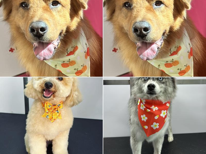 Fuzzy Friends Mobile Pet Spa