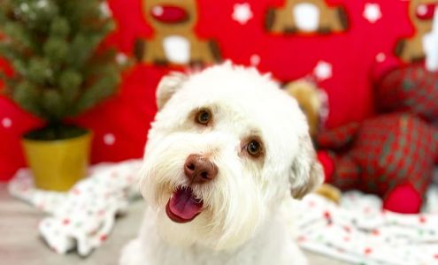 VLP MARYS GROOMING BOARDING & DAY CARE