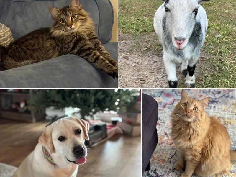 The Pet Nanny of Trinity