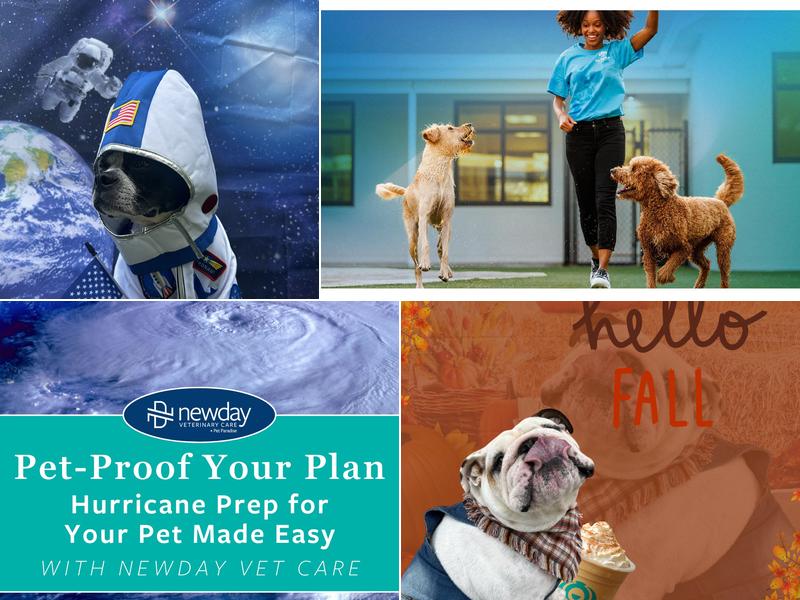 Pet Paradise Wesley Chapel