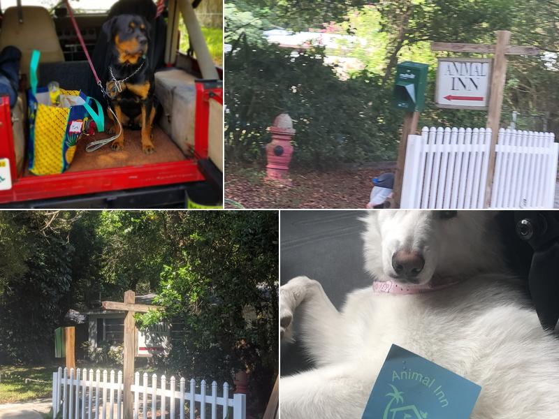 Animal Inn-New Port Richey