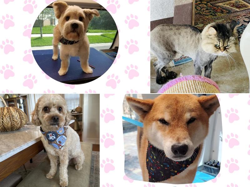 Exclusive C&D Grooming