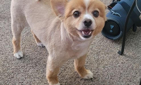 Grooming By Glenda 1120 Sterling Rd, Inverness Florida 34450