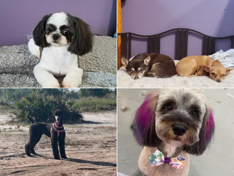 The Sarasota Dog Salon