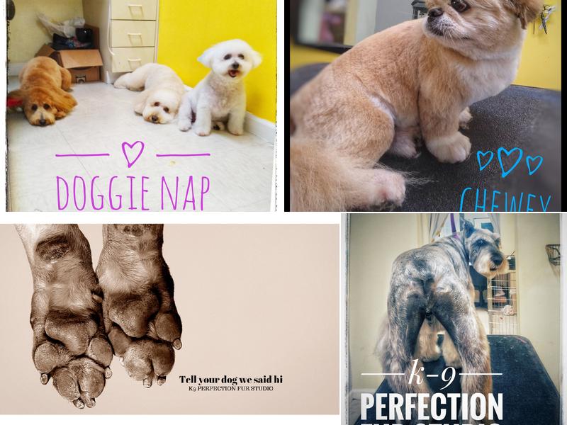 K-9 Perfection Fur Studio