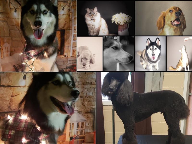 Fox and the hounds mobile pet spa