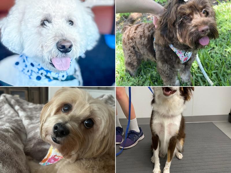 Scenthound Palm Beach Gardens