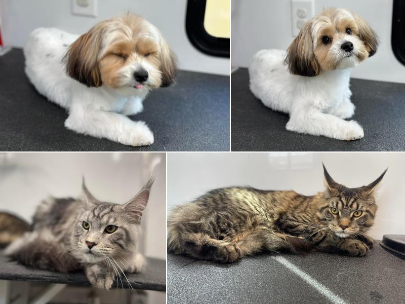 Paws Above Mobile Pet Grooming