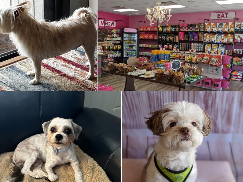 Woof Gang Bakery & Grooming Carrollwood