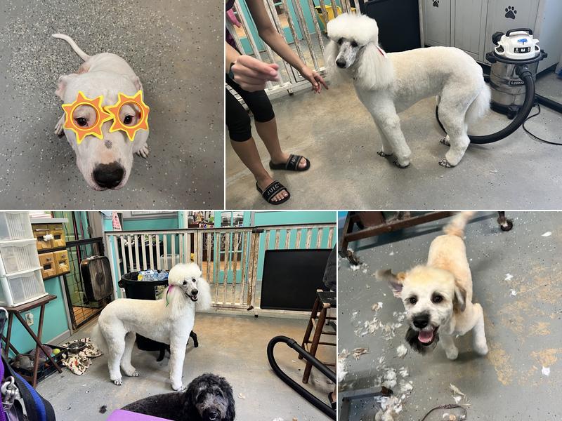 Bed bath and biscuit grooming and boarding