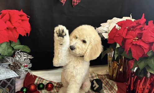 Doggie Detail 216 Lakes Blvd, Lake Park Georgia 31636