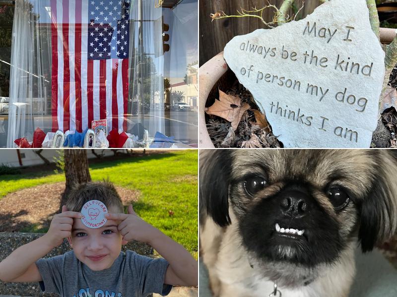 Reigning Cats & Dogs of Ocala, Inc.