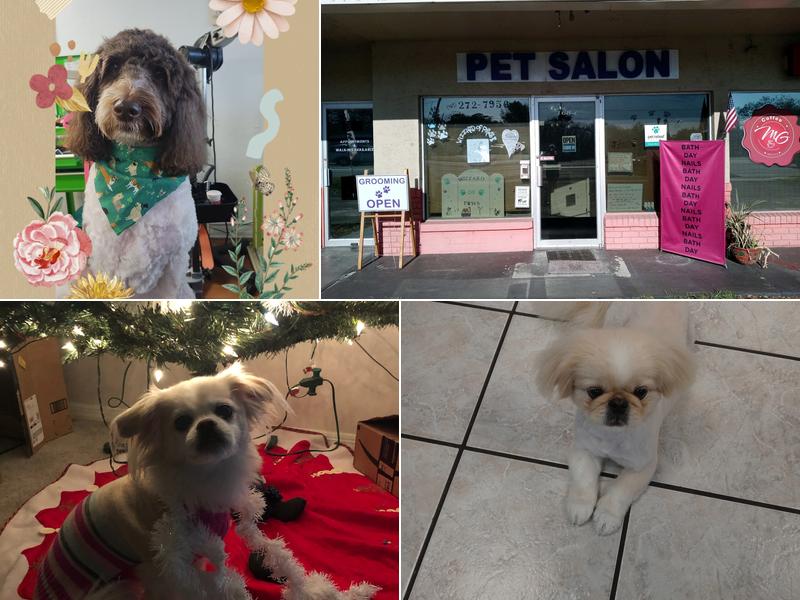 Wizzard of Paws Pet Grooming