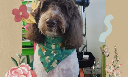 Wizzard of Paws Pet Grooming