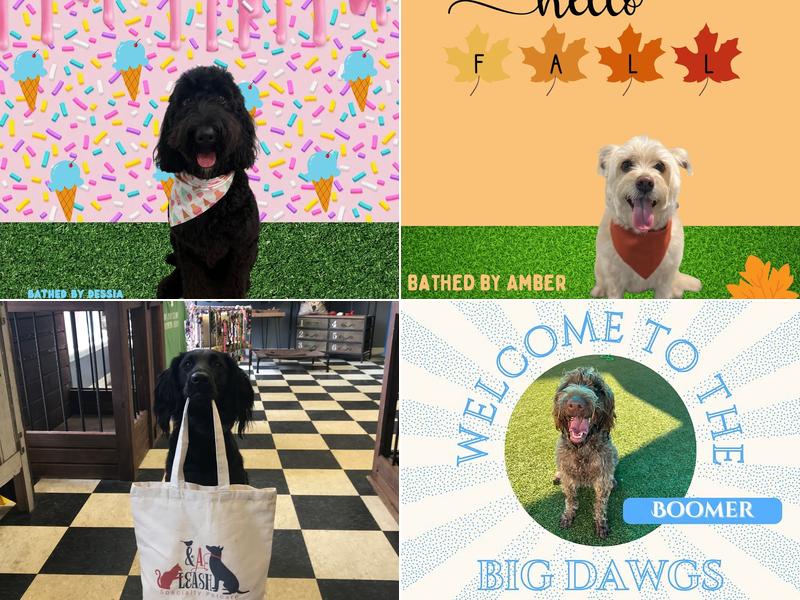 And a Leash, Specialty Petcare