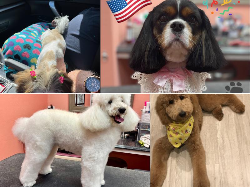 Posh Paws of Vero Beach