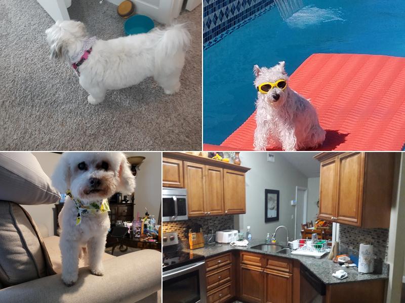 Dogs With Style Mobile Grooming