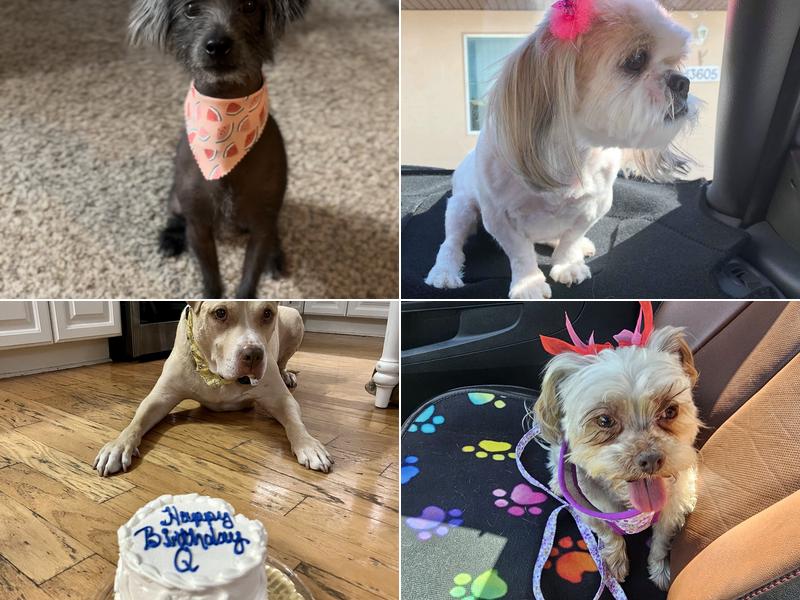 Julie's Dog Grooming