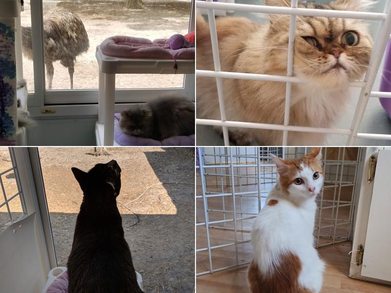 The Smitten Kitten Cat Resort