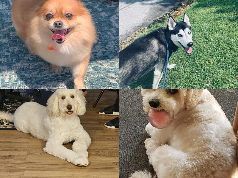 Navarre Beach Pet Resort