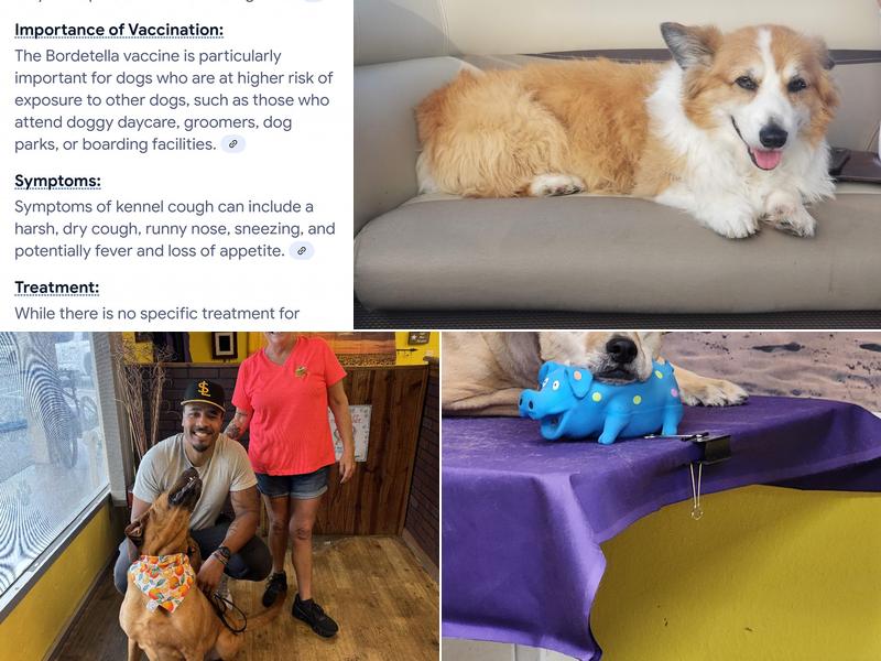 The Mutt Hutt Grooming Salon by Bobie