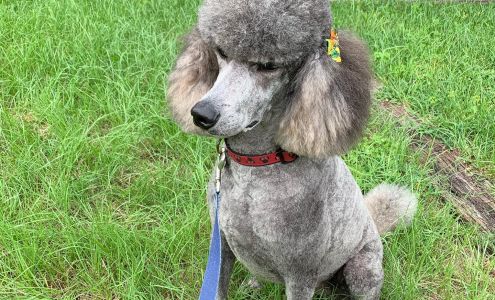 The Poop Deck Dog And Cat Grooming 1637 S 8th St, Fernandina Beach Florida 32034