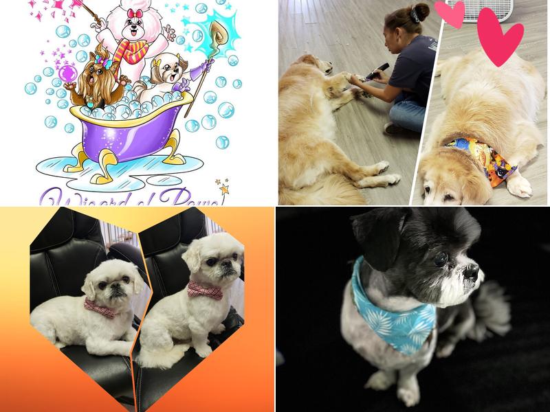 Wizard Of Pawz Dog & Cat Grooming
