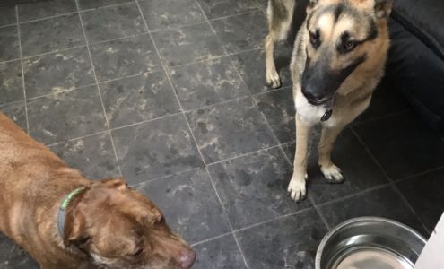 Red Woof Inn Pet Hotel