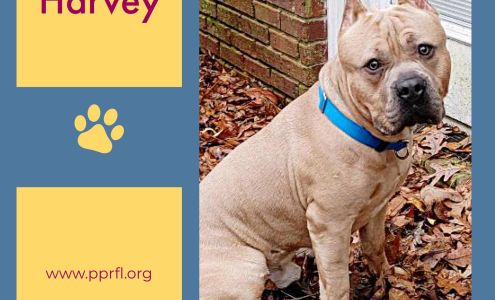 Poodle And Pooch Rescue