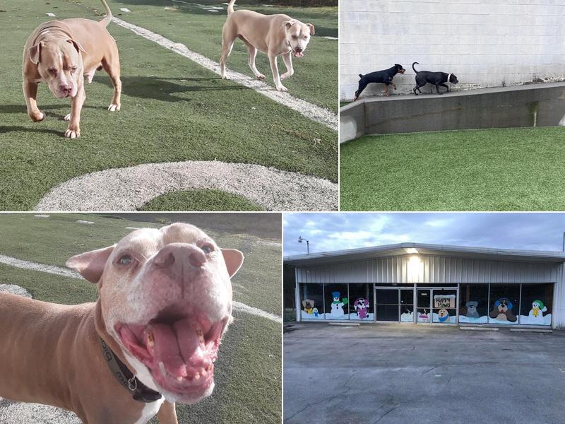 Happy Paws Stay and Play