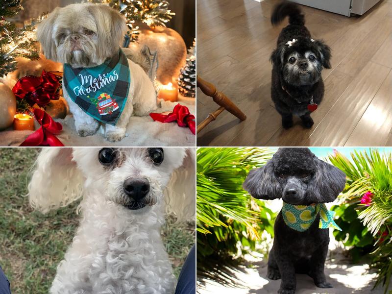 Professional Grooming Services