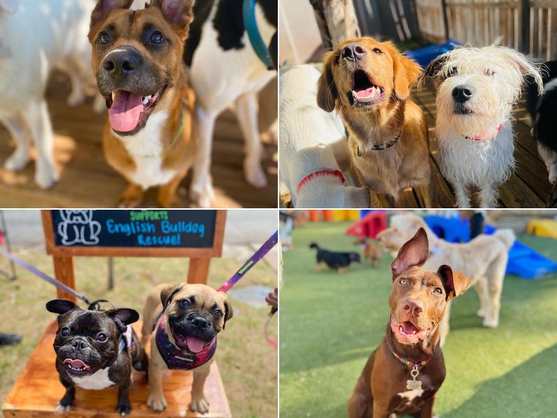 Puppy Haven - Downtown Roswell