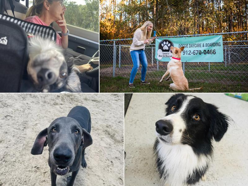 Lexie's Bed and Biscuits