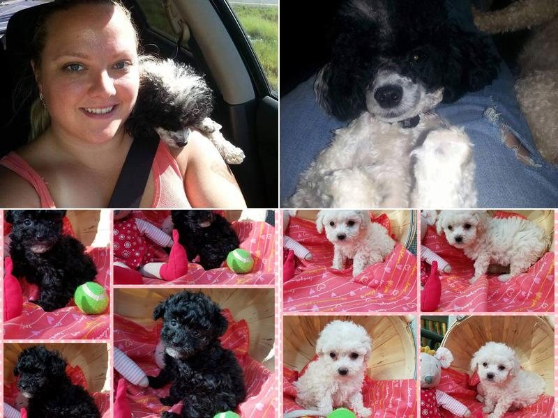 Dirty Paws Mobile Grooming