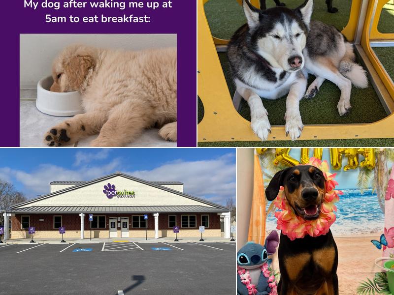 PetSuites Johns Creek