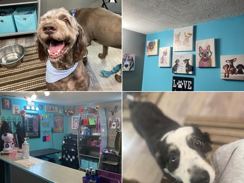 Paws to the Wall, llc