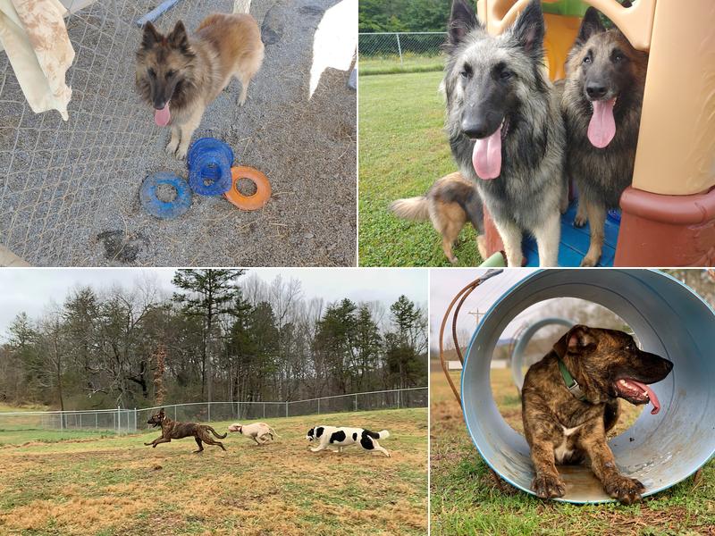 All Creatures Short & Tall