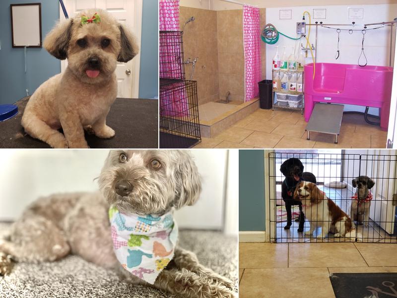 Pawsatively Purrfect