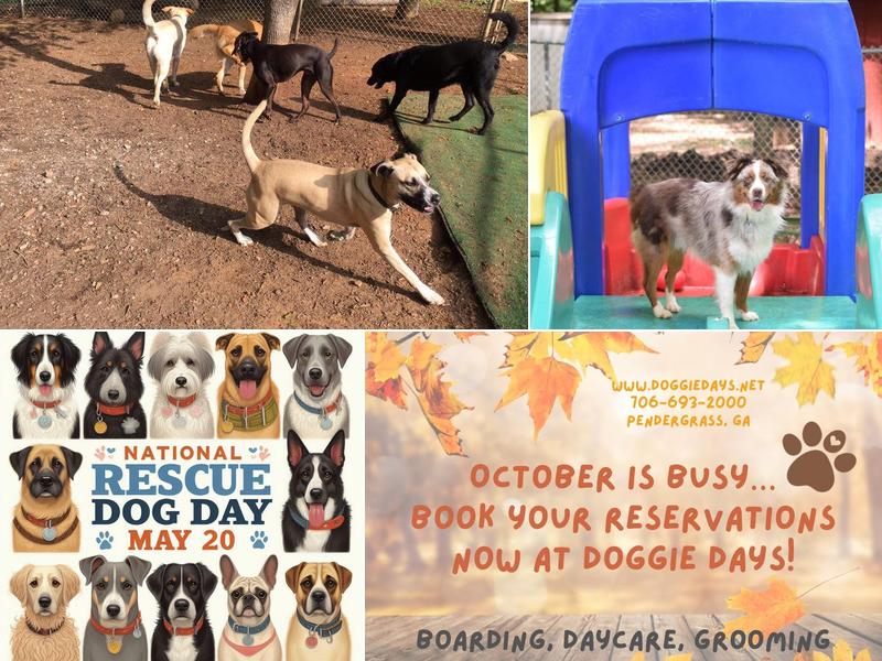 Doggie Days Boarding, Daycare, and Grooming