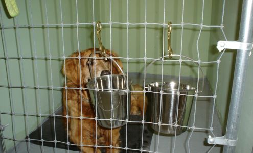 Denegar kennels & Pet Pickup Service