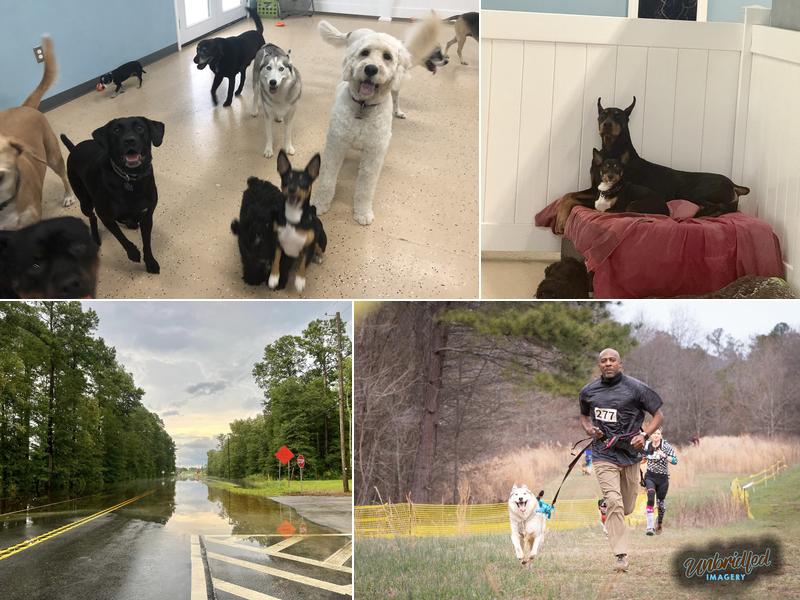 Animal Kingdom Pet Resort